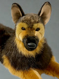Close-up of German Shepherd weighted plush face with realistic nose, upright ears, and tan muzzle, 40" up to 24lbs comfort companion.