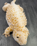 Weighted Bearded Dragon / Komodo Dragon – 40″ × 13″ (Up to 20 lbs)