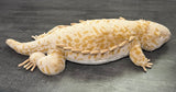 Weighted Bearded Dragon / Komodo Dragon – 40″ × 13″ (Up to 20 lbs)