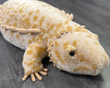 Weighted Bearded Dragon / Komodo Dragon – 40″ × 13″ (Up to 20 lbs)