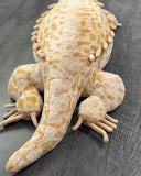 Weighted Bearded Dragon / Komodo Dragon – 40″ × 13″ (Up to 20 lbs)