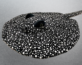 Jumbo Weighted Stingray Plush – 29" × 28" Body (Up to 16 lbs)