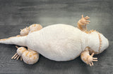 40-inch Weighted Bearded Dragon, Kamodo, up to 20lbs