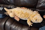 Weighted Bearded Dragon / Komodo Dragon – 40″ × 13″ (Up to 20 lbs)